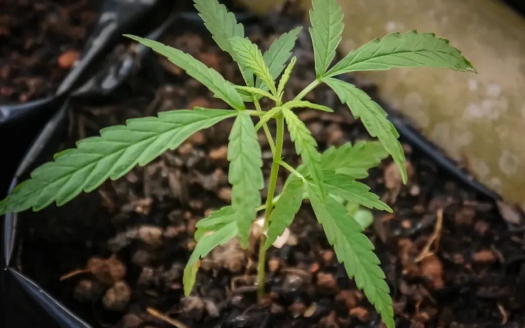 Crop Rotation and Soil Health Project