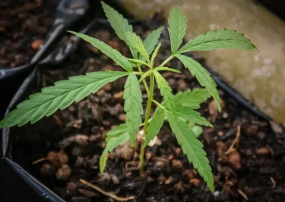 Crop Rotation and Soil Health Project