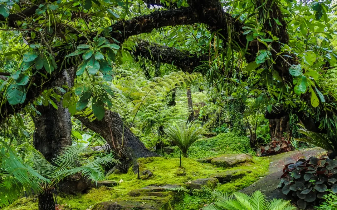 Community Garden Initiative