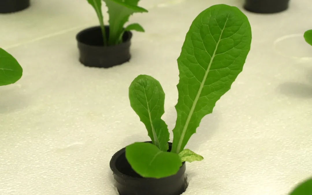 Sustainable Farming Practices: How We Grow for the Future